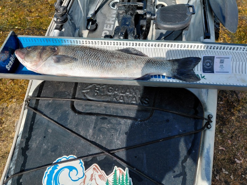 Fish Measure Picture
