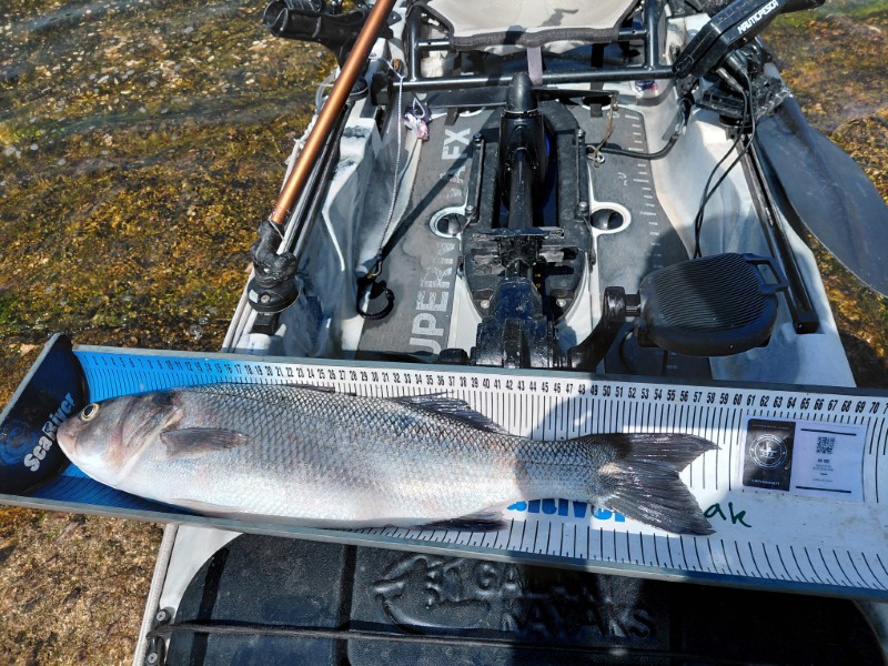 Fish Measure Picture
