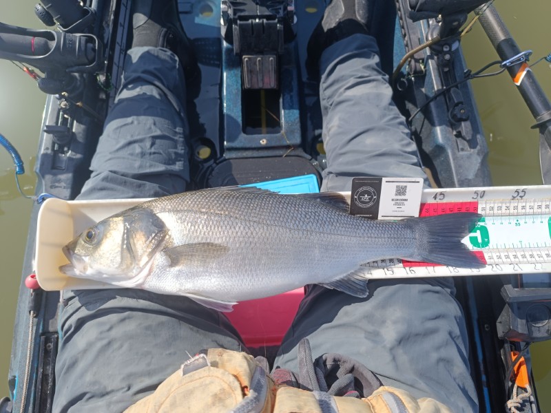 Fish Measure Picture
