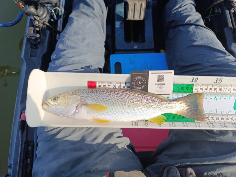 Fish Measure Picture