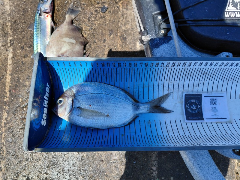 Fish Measure Picture