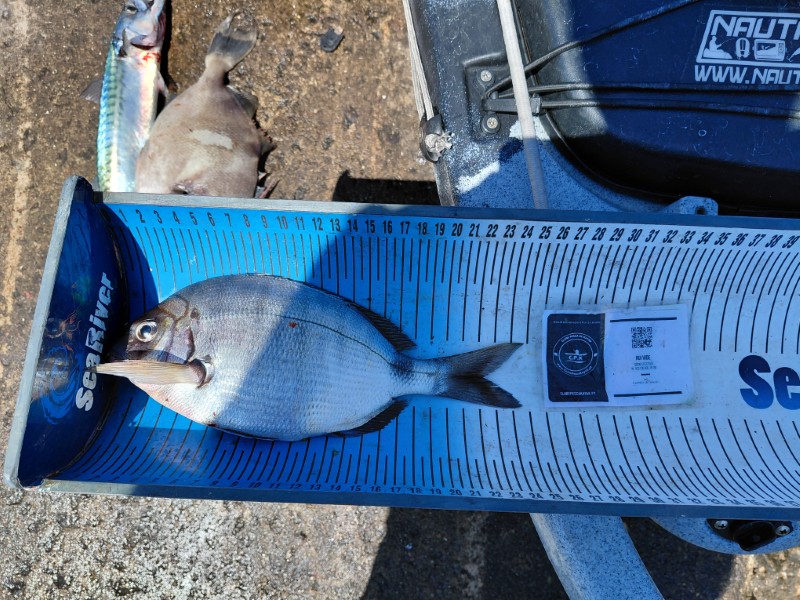Fish Measure Picture