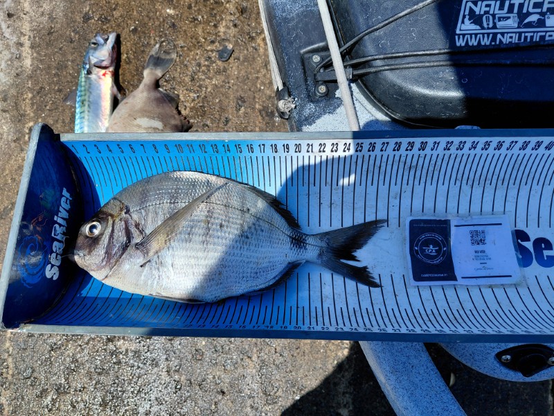 Fish Measure Picture