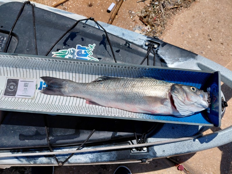 Fish Measure Picture