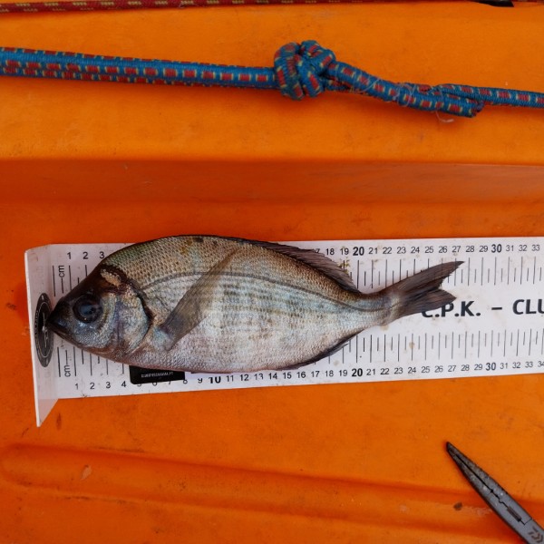 Fish Measure Picture