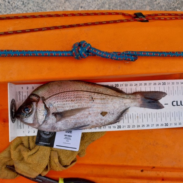 Fish Measure Picture