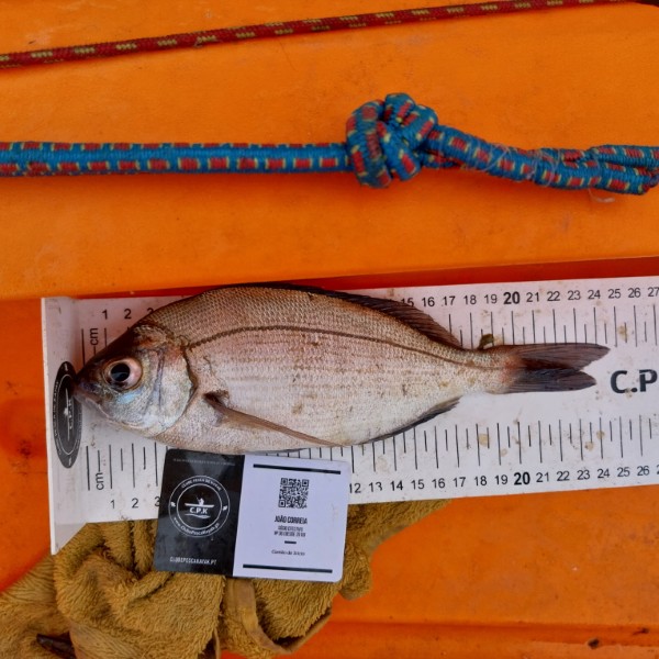 Fish Measure Picture