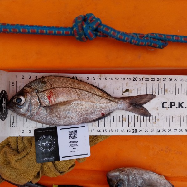 Fish Measure Picture