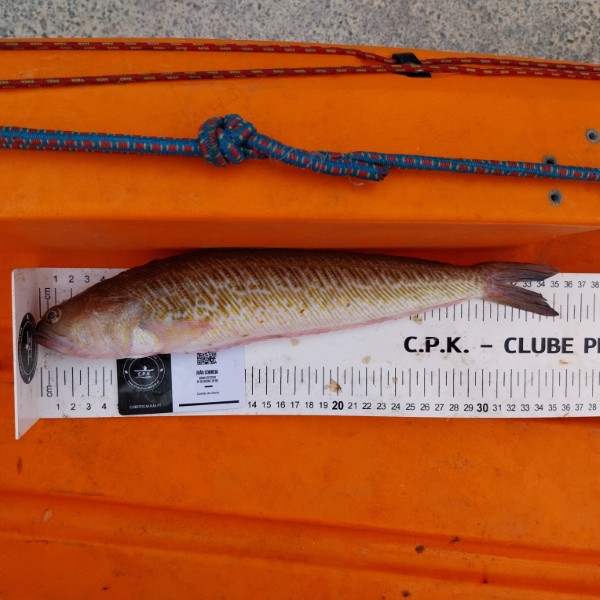 Fish Measure Picture