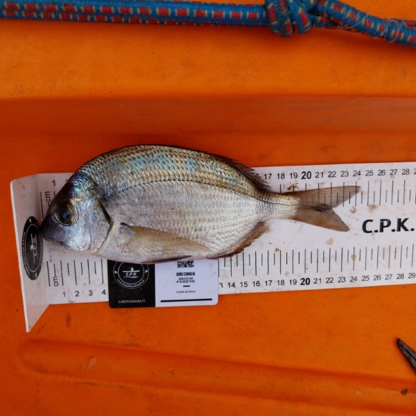Fish Measure Picture