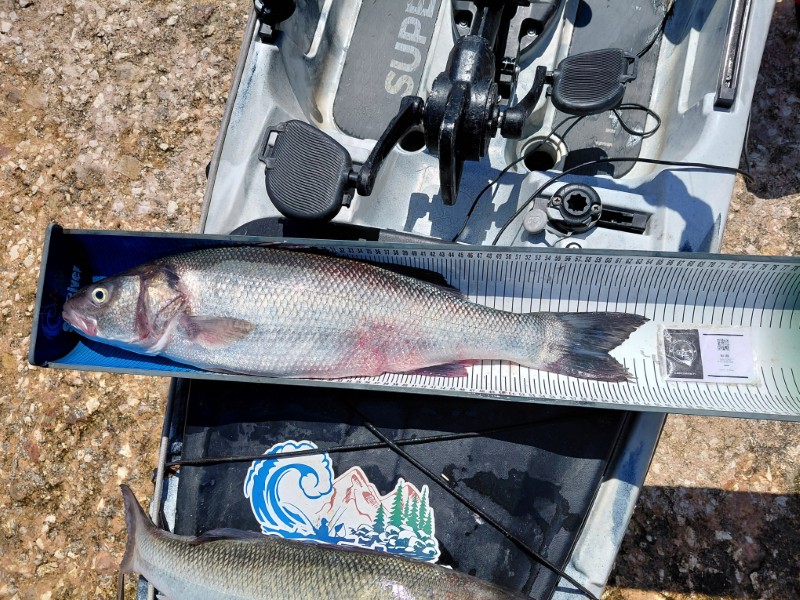 Fish Measure Picture