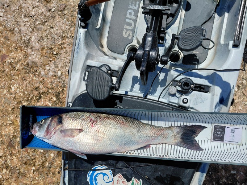Fish Measure Picture