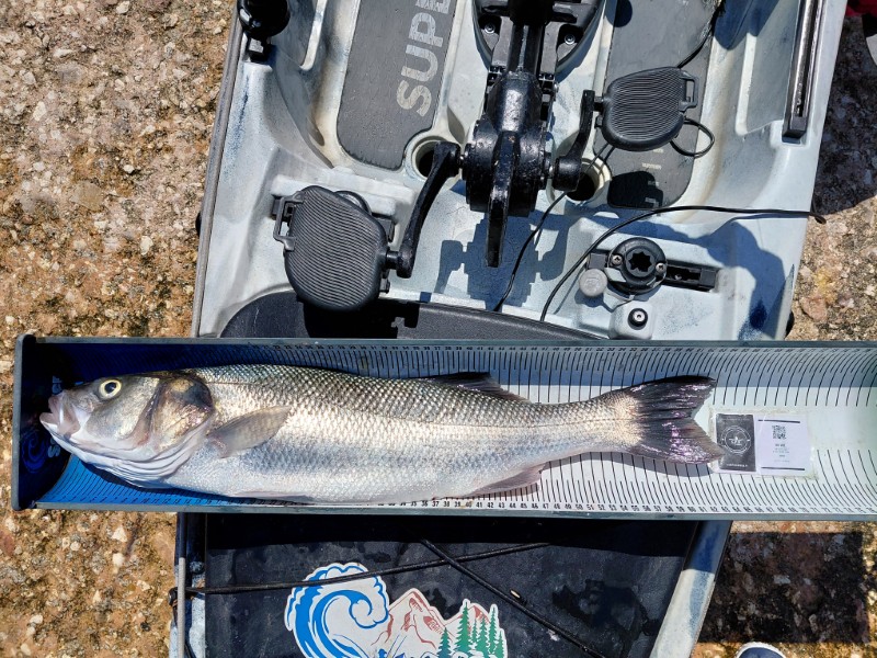 Fish Measure Picture