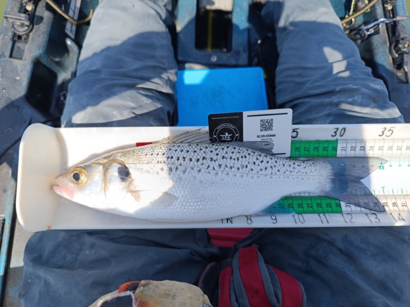 Fish Measure Picture