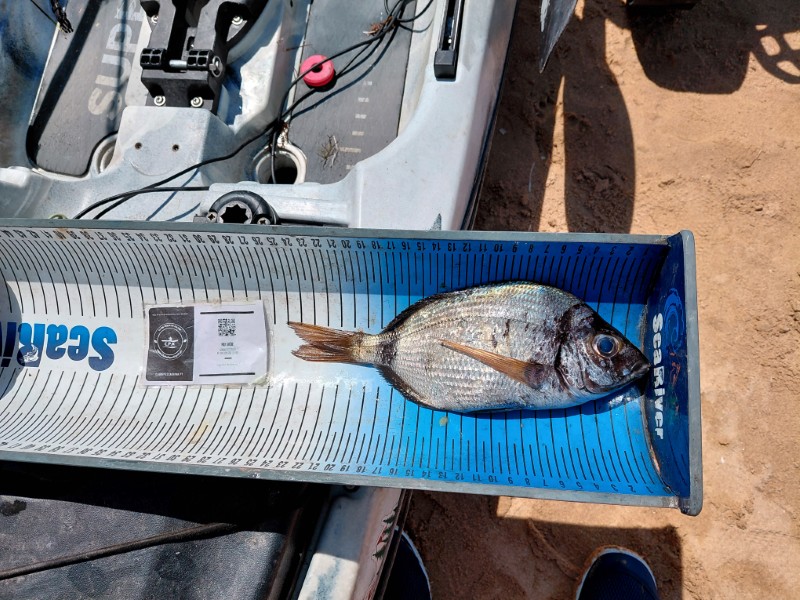 Fish Measure Picture