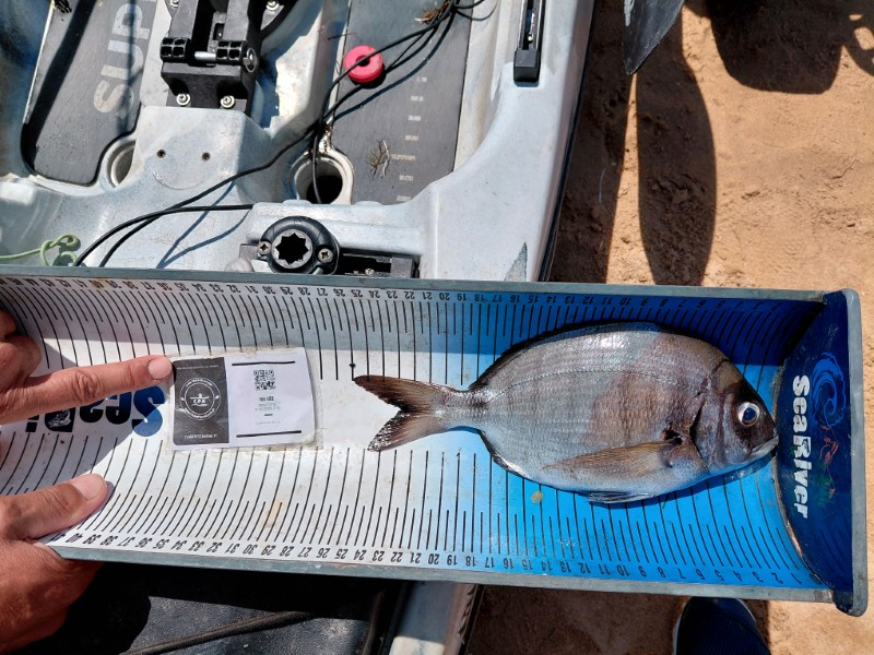 Fish Measure Picture