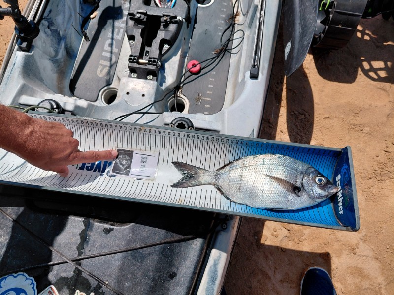 Fish Measure Picture
