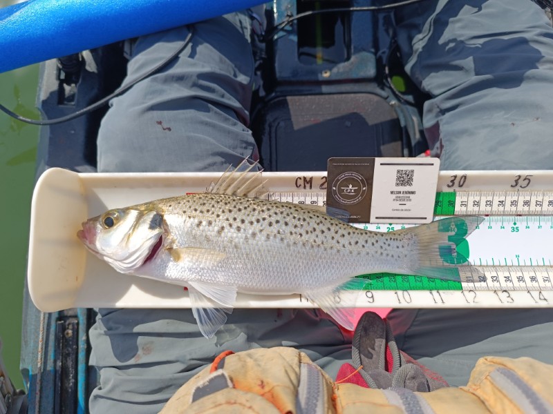 Fish Measure Picture