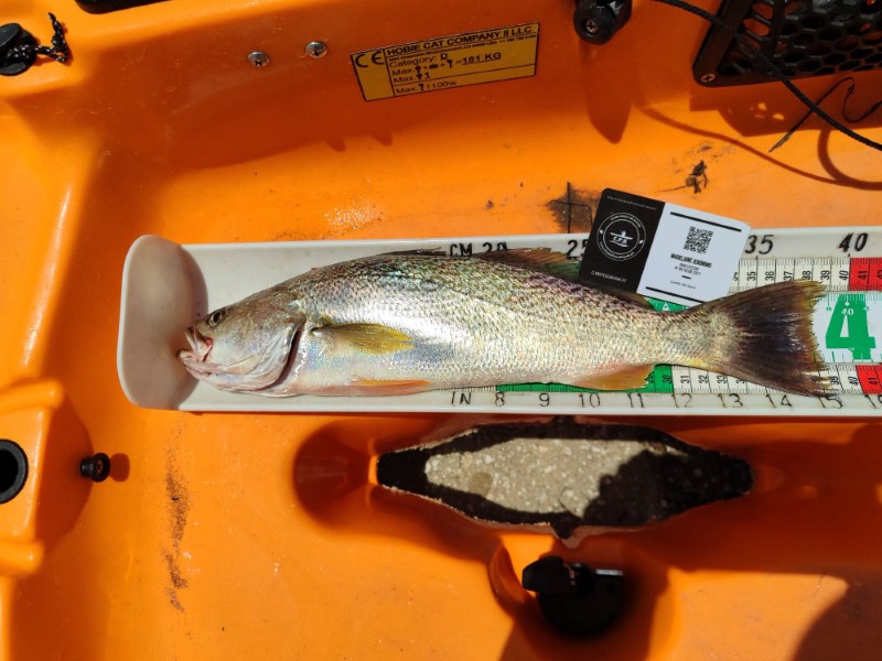 Fish Measure Picture
