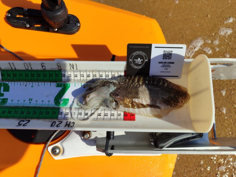 Fish Measure Picture