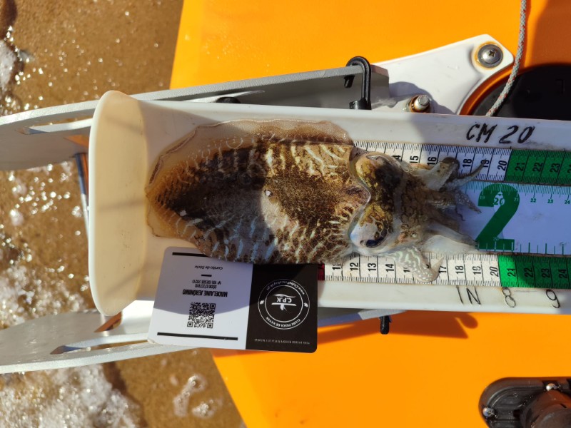 Fish Measure Picture