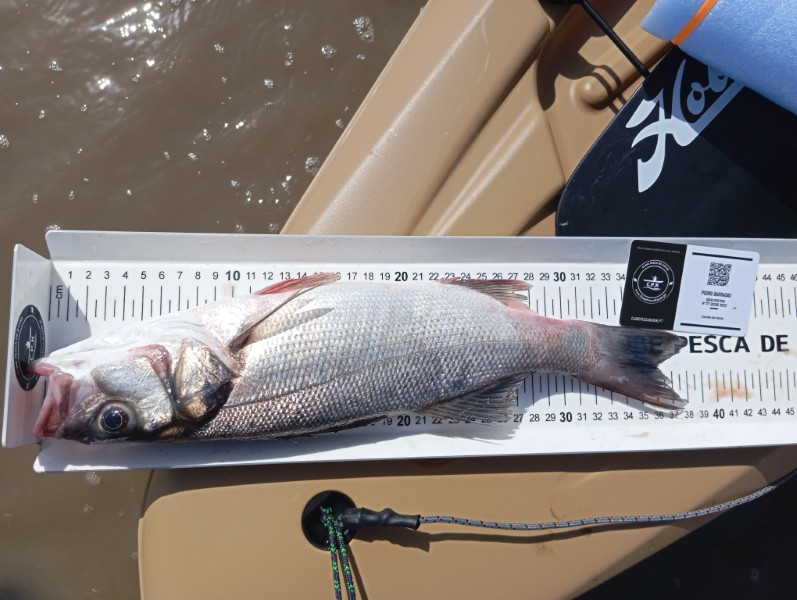 Fish Measure Picture