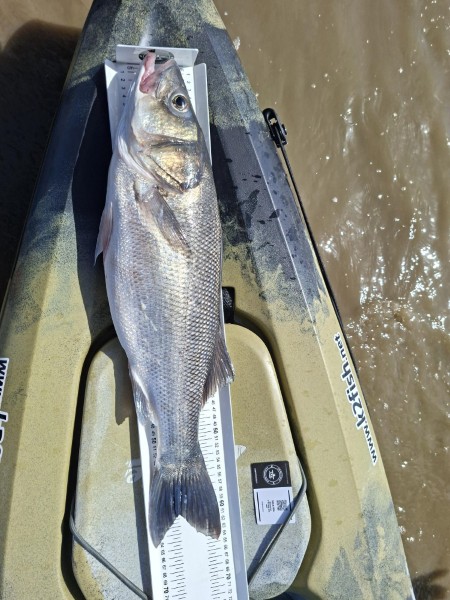 Fish Measure Picture