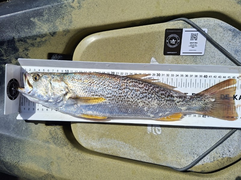 Fish Measure Picture