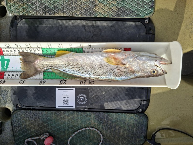 Fish Measure Picture