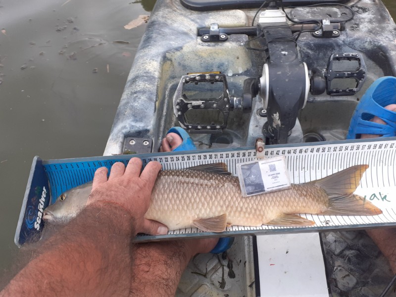 Fish Measure Picture