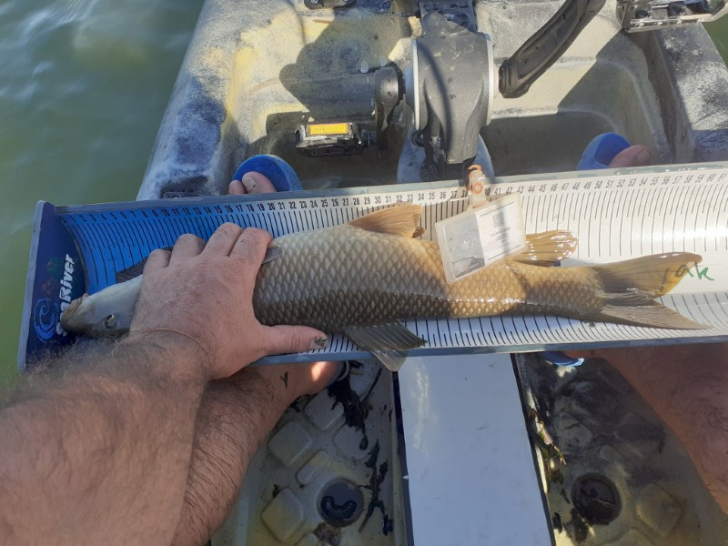 Fish Measure Picture