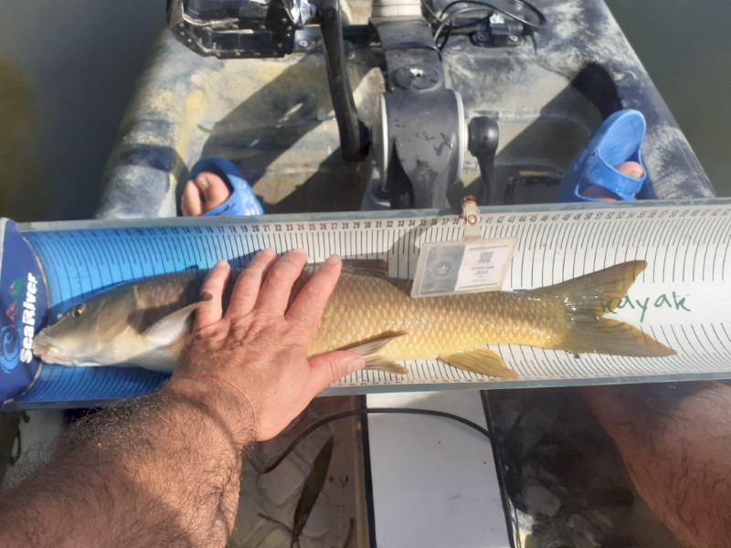 Fish Measure Picture
