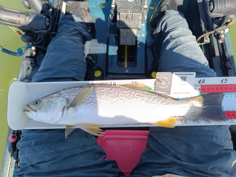 Fish Measure Picture