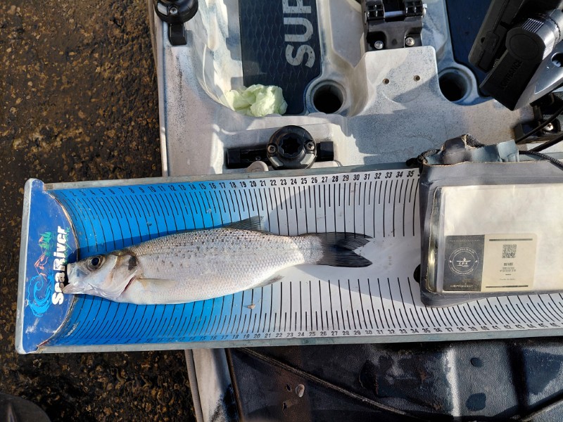 Fish Measure Picture