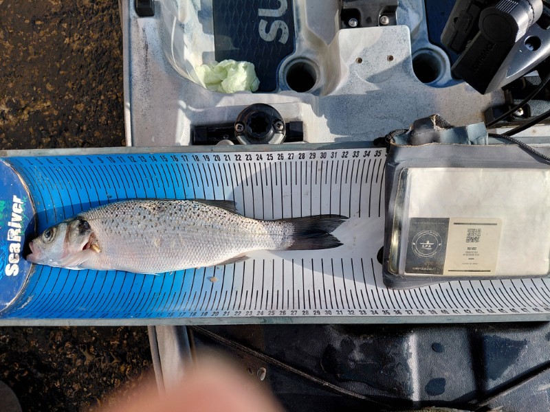 Fish Measure Picture