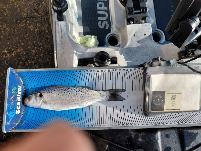Fish Measure Picture