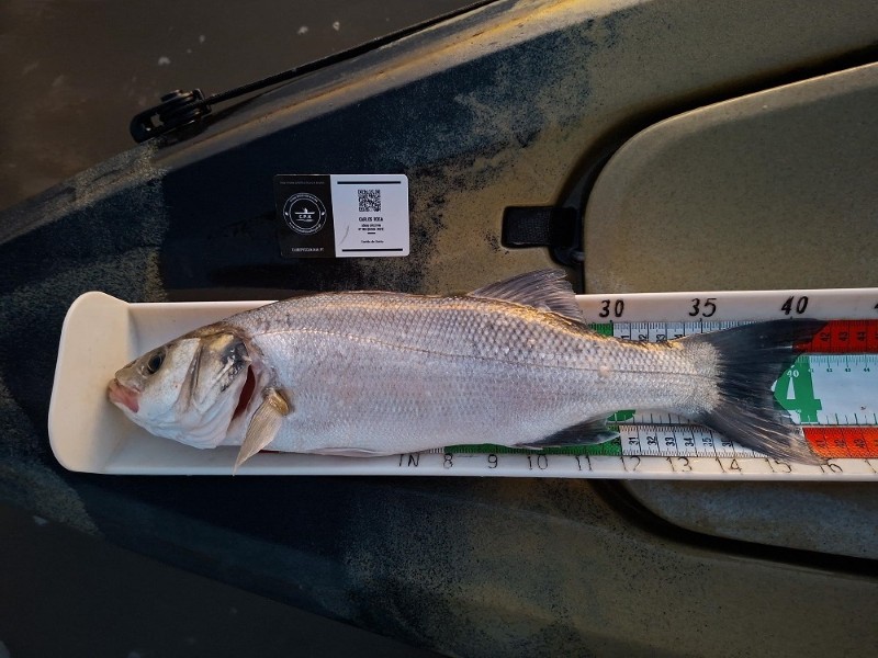 Fish Measure Picture