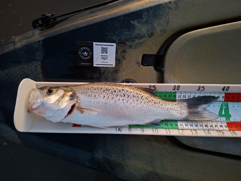 Fish Measure Picture