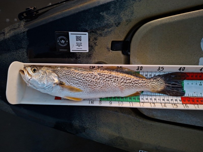 Fish Measure Picture