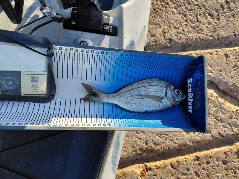 Fish Measure Picture