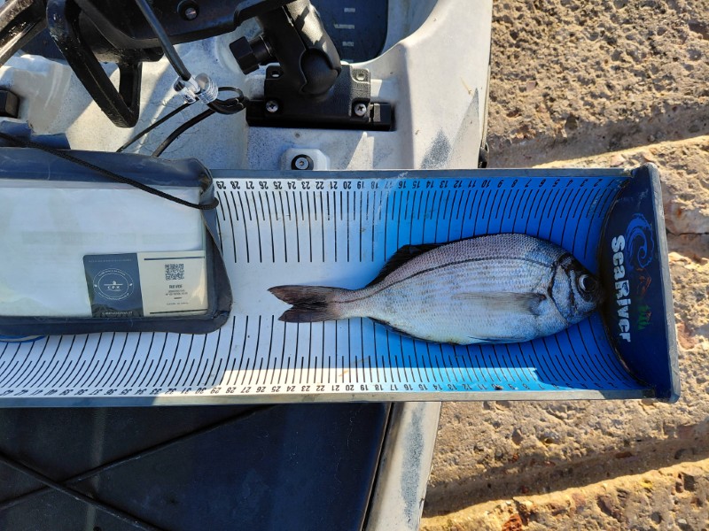 Fish Measure Picture