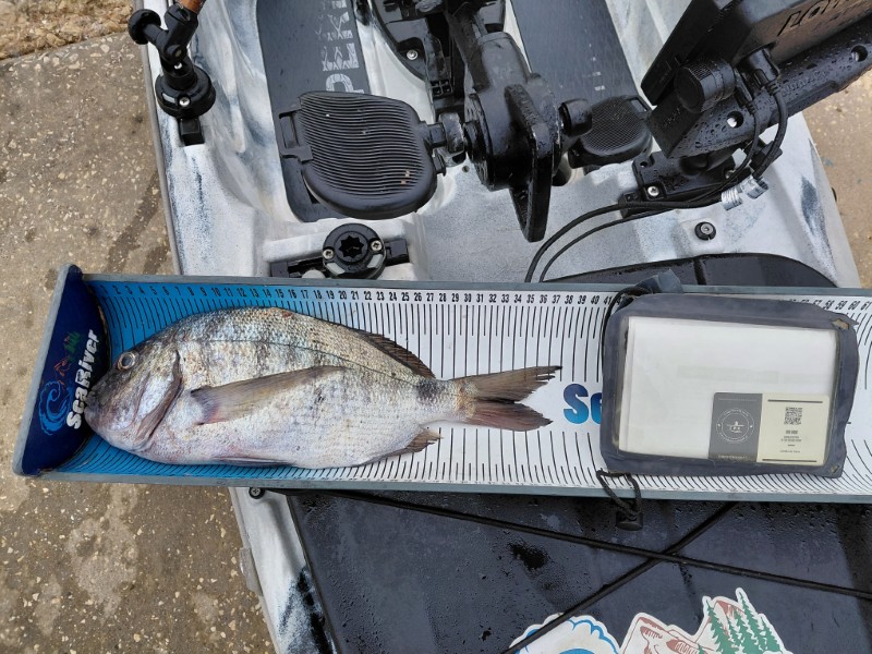 Fish Measure Picture