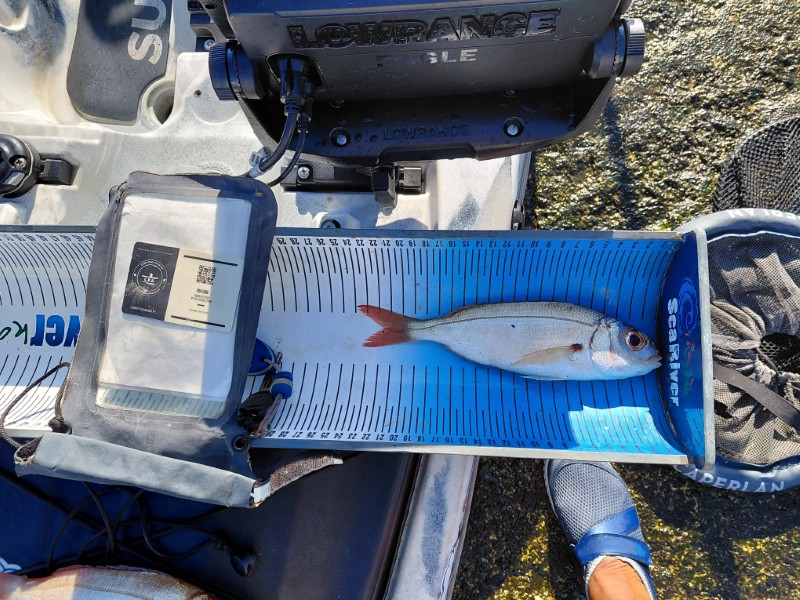 Fish Measure Picture