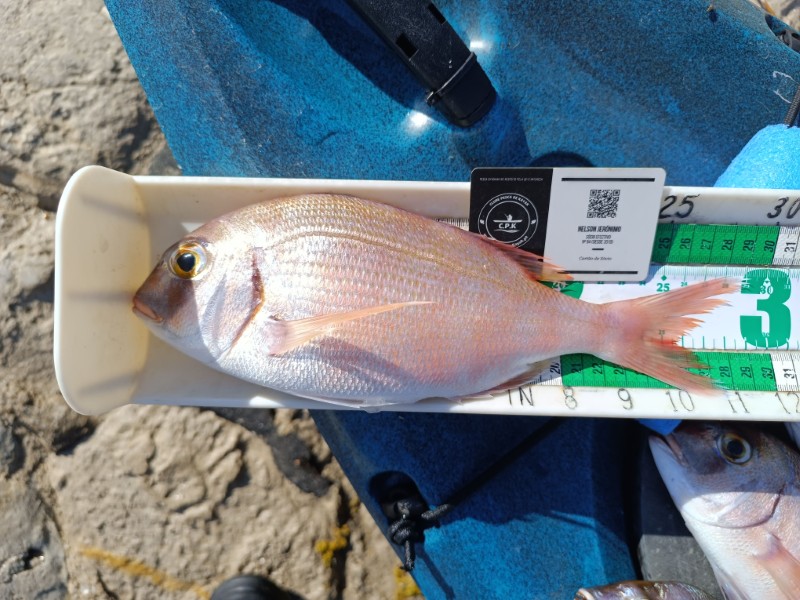 Fish Measure Picture
