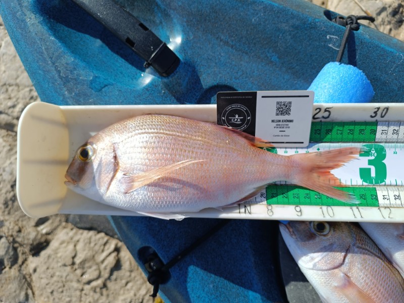 Fish Measure Picture
