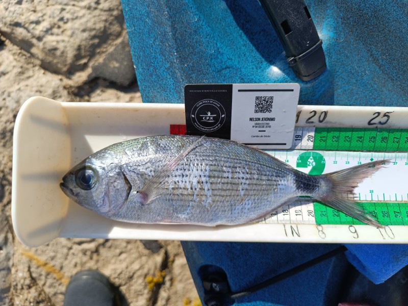 Fish Measure Picture