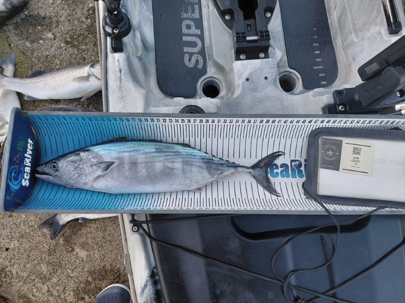 Fish Measure Picture