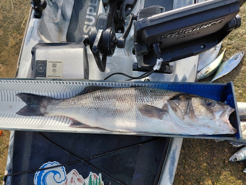 Fish Measure Picture
