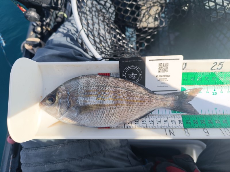 Fish Measure Picture