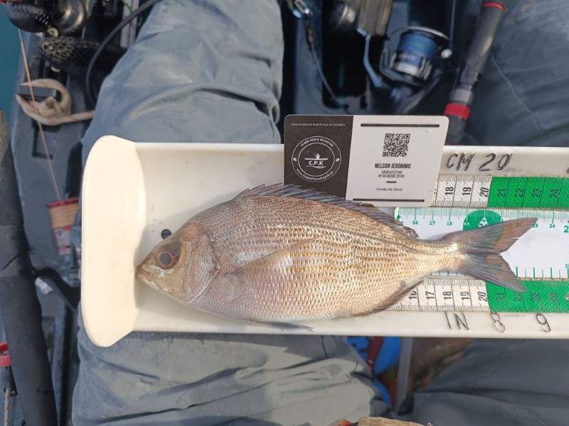 Fish Measure Picture